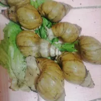 حلزون براپرورش وتکثیر وجوانسازی پوست