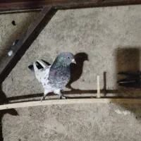 کبوترپرشی|پرنده|مبارکه, |دیوار