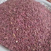 لوبیا قرمز برا امسال بوجاری شده