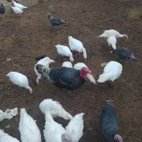 حیوانات مزرعه بوقلمون|حیوانات مزرعه|تاکستان, |دیوار