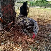 خروس جاپنیز|حیوانات مزرعه|قم, زنبیل آباد|دیوار