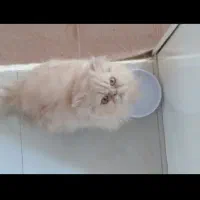 گربه نر و ماده