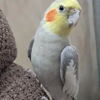 عروس هلندی نر بالغ اماده ی جفت