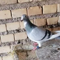 کبوتر عربستان