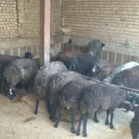 بره‌ ماده