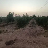 باغ|خدمات باغبانی و درختکاری|زبرخان, |دیوار