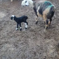 میش بره دار|حیوانات مزرعه|درودزن, |دیوار