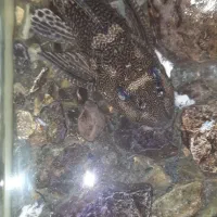 لجن خوار