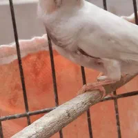 یک جفت فنچ بالغ سالم همراه با تخم|پرنده|کرمانشاه, |دیوار