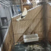 قناری ماده اماده مست