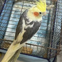 عروس هلندی نر