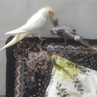 عروس هلندی سالم