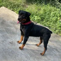 سگ روتوایلر