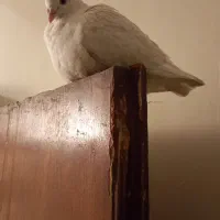 یک کفتر امری مگسی کم رنگ