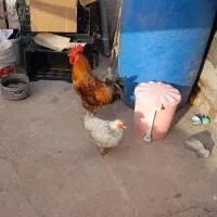 مرغ خروس لری