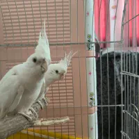 عروس هلندی نر سخنگو|پرنده|قم, هفت تیر|دیوار