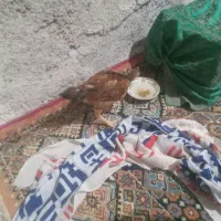 جوجه 3ماهه