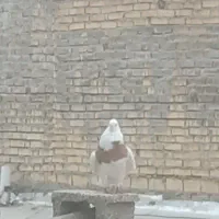 پرنده|پرنده|شادگان, |دیوار