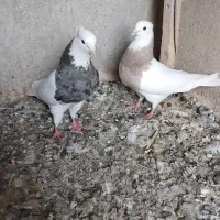 پرنده