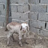 میش زاییده چینی وعربی