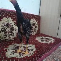 خروس لاری اوشامو درجه یک