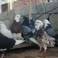 کبوترقروشی|حیوانات|مهاباد (آذربایجان غربی), |دیوار