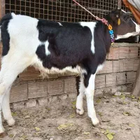 گوساله هلشتاین نر جنس صنعتی خوراک خور تمیز گاو