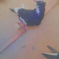 نر پلنگ|پرنده|رفسنجان, |دیوار