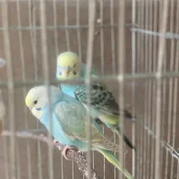 مرغ عشق ماده پروانه ای|پرنده|لامرد, |دیوار