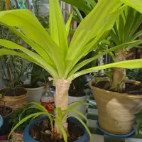 گل موزی سالم