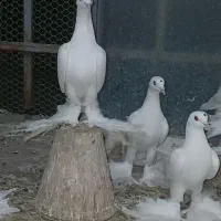 کبوتر اوجاپاچا .  پارپارلی . لوتی قرمز گوز