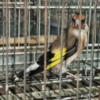 ماده سهره سه ساله آماده|پرنده|اهواز, گلستان|دیوار