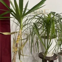 گل لیندا و گل یوکا|گل و گیاه طبیعی|یزد, |دیوار