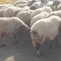 گله میش و بره ..گوسفند ابستن|حیوانات مزرعه|رومشکان, |دیوار