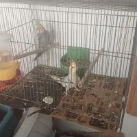 طوطی عروس تخم گذار