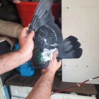 کبوتر کفتر کله ماستی