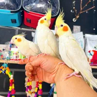 عروس هلندی سخنگو رام و دستی همه رنگ(مغازه معتبر)|پرنده|تهران, پونک|دیوار