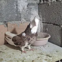 کبوتر هما|پرنده|ری, شهرک نظامی|دیوار