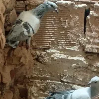کفتر|پرنده|عطاملک, |دیوار