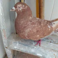 کفتر سرخ.وبزک گلی