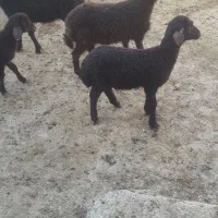 بره ماده|حیوانات مزرعه|بناب, |دیوار