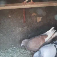 کفتر پرشی|پرنده|فیروزه, |دیوار