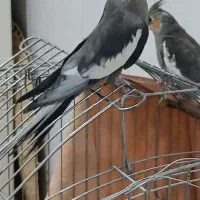 عروس هلندی یک جفت و دو تا جوجه هفت ماهه|پرنده|تهران, درکه|دیوار