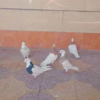 کبوتر طوقی|پرنده|بهبهان, |دیوار