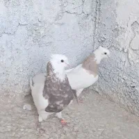 مولد اس آجری خال سرکه ای و شکلاتی طوقی