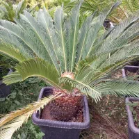سیکاس|گل و گیاه طبیعی|آمل, |دیوار