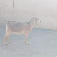 تعداد بز|حیوانات مزرعه|رفسنجان, |دیوار