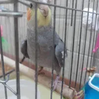 گمشده
