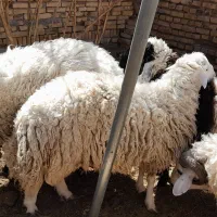 بره نر و ماده