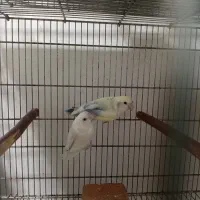 طوطی برزیلی شاه طوطی رام و سخنگو راهب گرینچیک|پرنده|شهریار, شهریار|دیوار